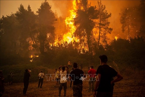 EU nỗ lực hỗ trợ các nước đối phó với cháy rừng